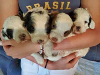 Dozer ( blue eyes), a male Miniature Bernedoodle for sale in Leetonia, OH – 3 of 10