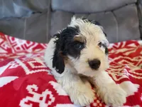 Patch, a male Miniature Bernedoodle for sale in Leetonia, OH – 6 of 10