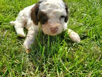 Teddy (greenish eyes), a female Miniature Bernedoodle for sale in Leetonia, OH – 6 of 8