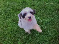 Dozer (SUPER FRIENDLY), a male Miniature Bernedoodle for sale in Leetonia, OH – 9 of 10