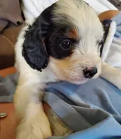 Patch, a male Miniature Bernedoodle for sale in Leetonia, OH – 8 of 10
