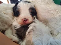 Duke (blue eye), a male Miniature Bernedoodle for sale in Leetonia, OH – 2 of 10