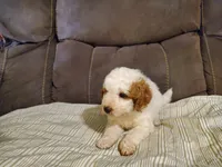Lukie lambie, a male Miniature Bernedoodle for sale in Leetonia, OH – 2 of 10