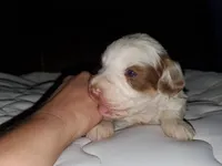 Daisy (blue eyes), a female Miniature Bernedoodle for sale in Leetonia, OH – 2 of 10
