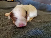 Daisy, a female Miniature Bernedoodle for sale in Leetonia, OH – 3 of 9