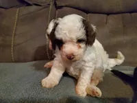 Teddy, a female Miniature Bernedoodle for sale in Leetonia, OH – 3 of 4