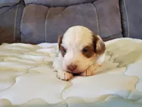 Daisy (blue eyes), a female Miniature Bernedoodle for sale in Leetonia, OH – 10 of 10