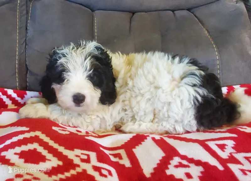 Duke  – Miniature Bernedoodle puppy for sale in Leetonia, OH