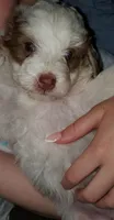 Daisy (blue eyes), a female Miniature Bernedoodle for sale in Leetonia, OH – 7 of 10