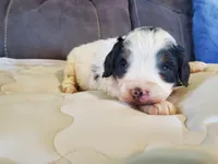 Duke (blue eye), a male Miniature Bernedoodle for sale in Leetonia, OH – 4 of 10