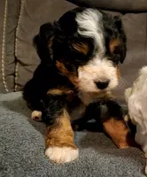 Winston , a male Miniature Bernedoodle for sale in Leetonia, OH – 7 of 9