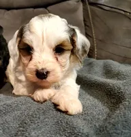 Bo, a female Miniature Bernedoodle for sale in Leetonia, OH – 4 of 7