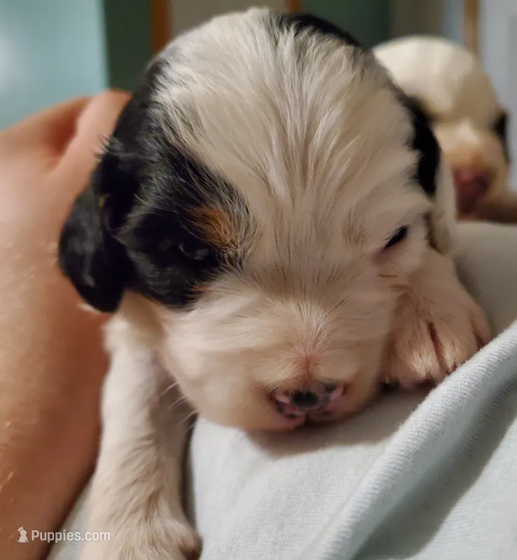 Patch – Miniature Bernedoodle puppy for sale in Leetonia, OH