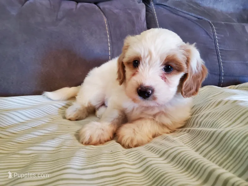 Lucy – Miniature Bernedoodle puppy for sale in Leetonia, OH