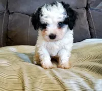 Amanda panda (tiny), a female Miniature Bernedoodle for sale in Leetonia, OH – 8 of 10