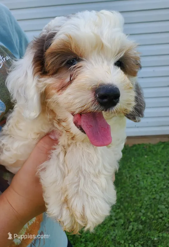Bo (blue eye) – Miniature Bernedoodle puppy for sale in Leetonia, OH