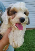 Bo (blue eye), a female Miniature Bernedoodle for sale in Leetonia, OH – 2 of 8