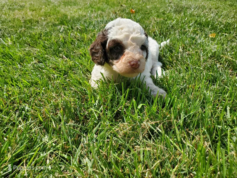 Teddy – Miniature Bernedoodle puppy for sale in Leetonia, OH