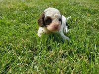 Teddy (greenish eyes), a female Miniature Bernedoodle for sale in Leetonia, OH – 5 of 8