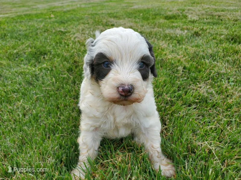 Dozer ( blue eyes) – Miniature Bernedoodle puppy for sale in Leetonia, OH