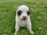 Dozer ( blue eyes), a male Miniature Bernedoodle for sale in Leetonia, OH – 2 of 10