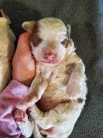 Daisy (blue eyes), a female Miniature Bernedoodle for sale in Leetonia, OH – 6 of 10