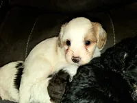 Lucy, a female Miniature Bernedoodle for sale in Leetonia, OH – 3 of 3