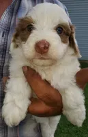 Daisy (blue eyes), a female Miniature Bernedoodle for sale in Leetonia, OH – 6 of 10