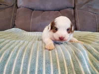 Daisy (blue eyes), a female Miniature Bernedoodle for sale in Leetonia, OH – 7 of 10