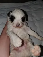 Dozer ( blue eyes), a male Miniature Bernedoodle for sale in Leetonia, OH – 5 of 10