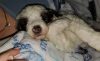 Dozer ( blue eyes), a male Miniature Bernedoodle for sale in Leetonia, OH – 4 of 10