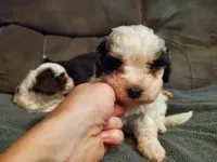 Amanda panda, a female Miniature Bernedoodle for sale in Leetonia, OH – 2 of 5
