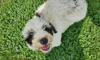 Dozer (SUPER FRIENDLY), a male Miniature Bernedoodle for sale in Leetonia, OH – 10 of 10