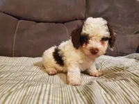Teddy (greenish eyes), a female Miniature Bernedoodle for sale in Leetonia, OH – 3 of 8