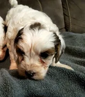 Bo, a female Miniature Bernedoodle for sale in Leetonia, OH – 5 of 7