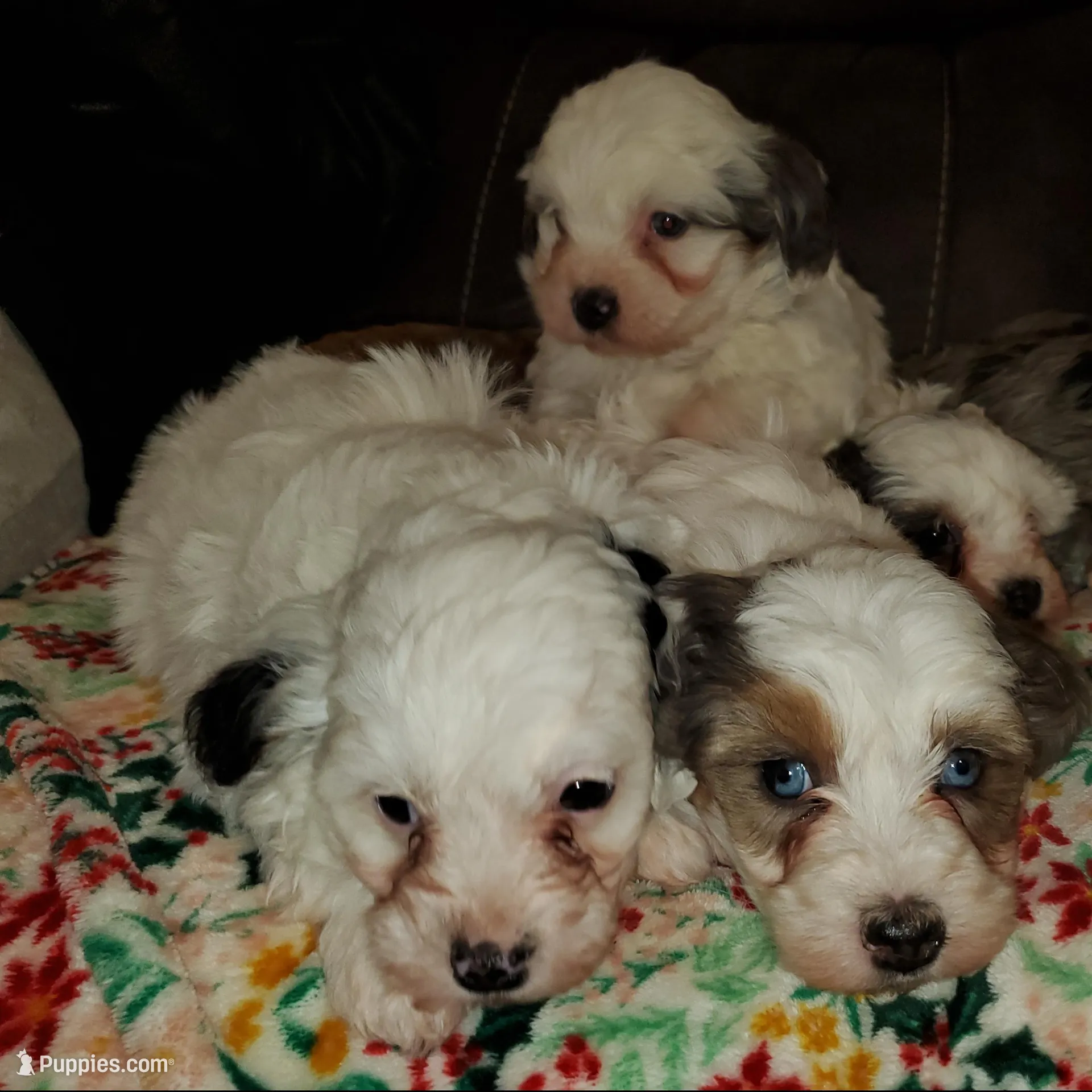 Chase (very friendly), a male Miniature Bernedoodle for sale in Leetonia, OH – Photo 3 of 10