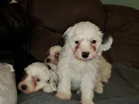 Chase (very friendly), a male Miniature Bernedoodle for sale in Leetonia, OH – Photo 8 of 10