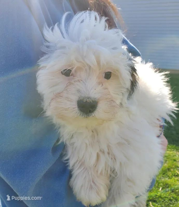 Chase (very friendly) – Miniature Bernedoodle puppy for sale in Leetonia, OH