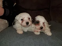 Chase (very friendly), a male Miniature Bernedoodle for sale in Leetonia, OH – Photo 9 of 10