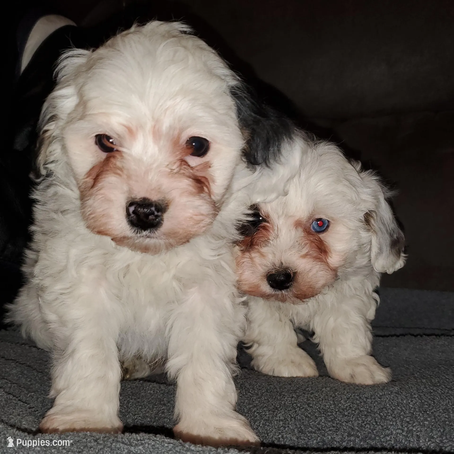 Chase (very friendly), a male Miniature Bernedoodle for sale in Leetonia, OH – Photo 5 of 10