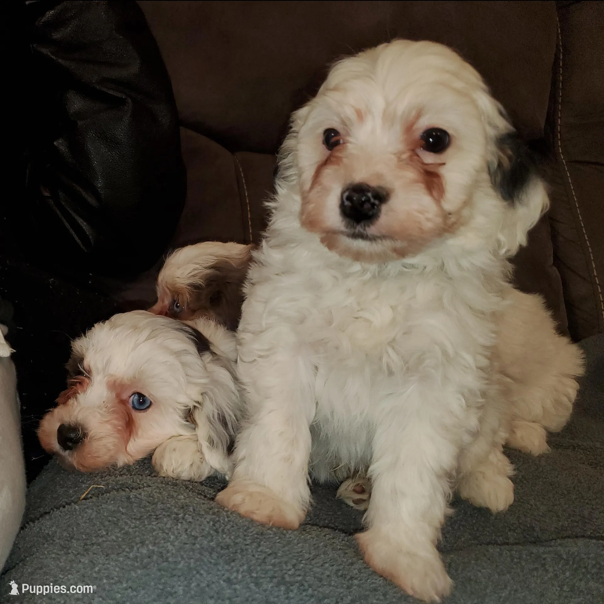 Chase (very friendly), a male Miniature Bernedoodle for sale in Leetonia, OH – Photo 7 of 10