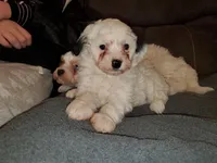 Chase (very friendly), a male Miniature Bernedoodle for sale in Leetonia, OH – Photo 6 of 10