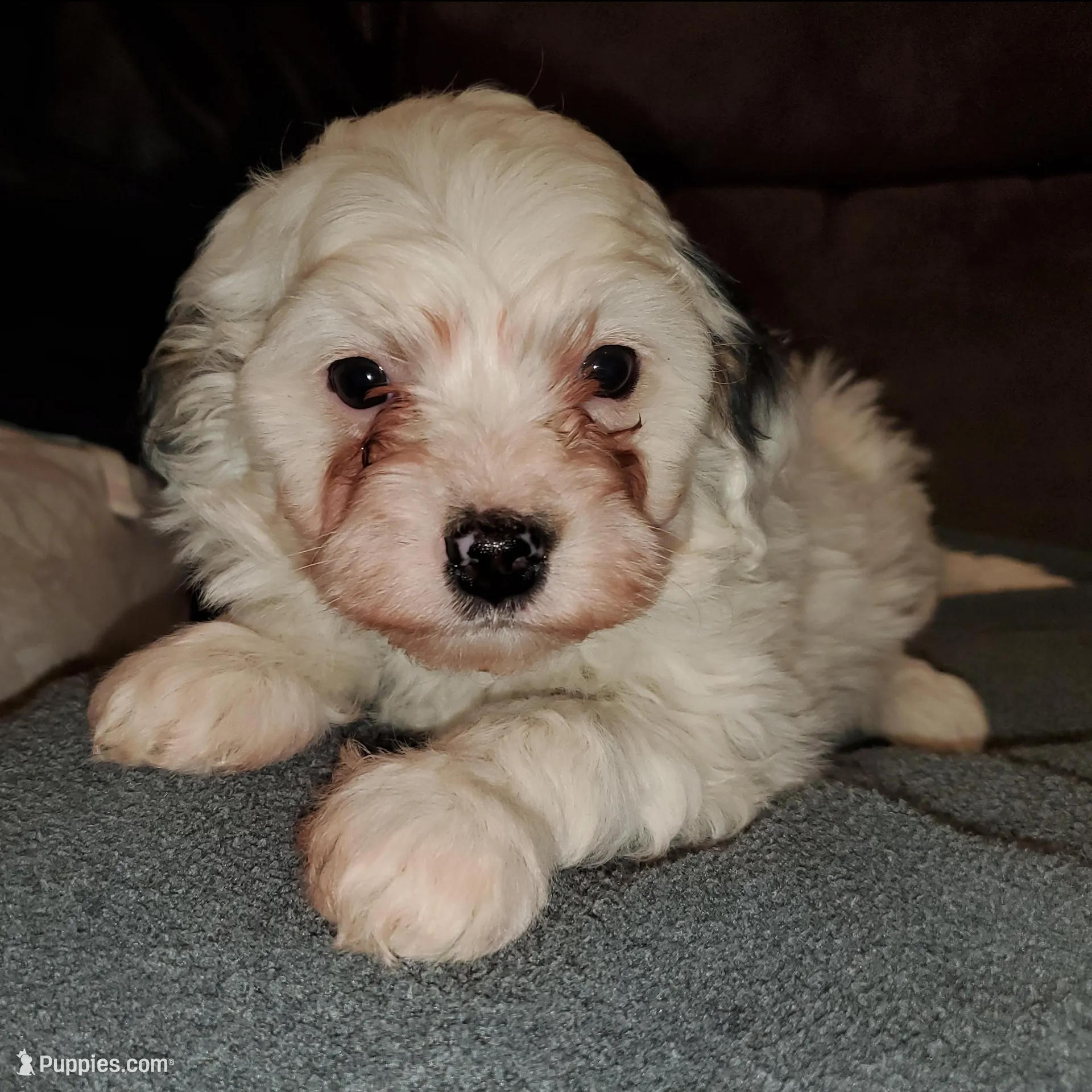 Chase (very friendly)