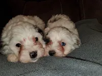 Chase (very friendly), a male Miniature Bernedoodle for sale in Leetonia, OH – Photo 10 of 10