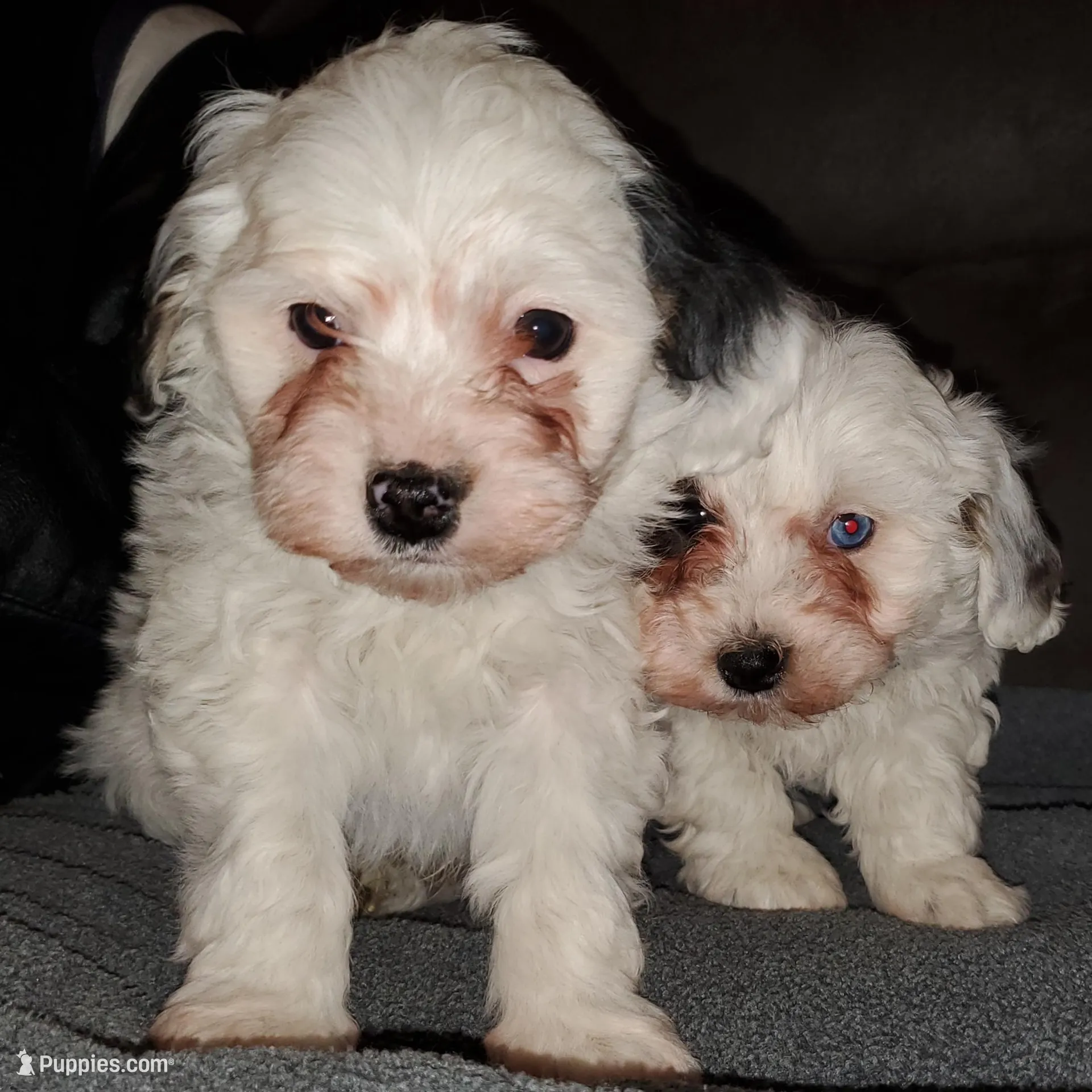 Chase (very friendly), a male Miniature Bernedoodle for sale in Leetonia, OH – Photo 4 of 10