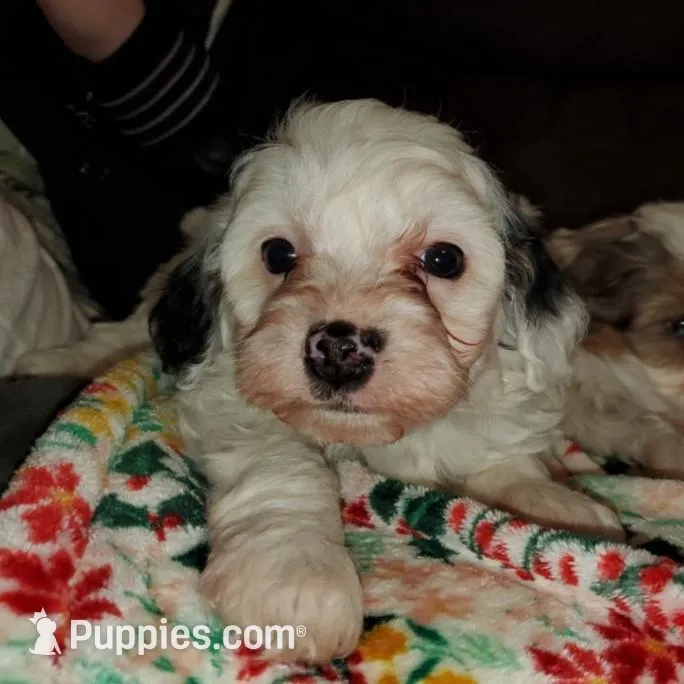 Chase (very friendly), a male Miniature Bernedoodle for sale in Leetonia, OH – Photo 2 of 10