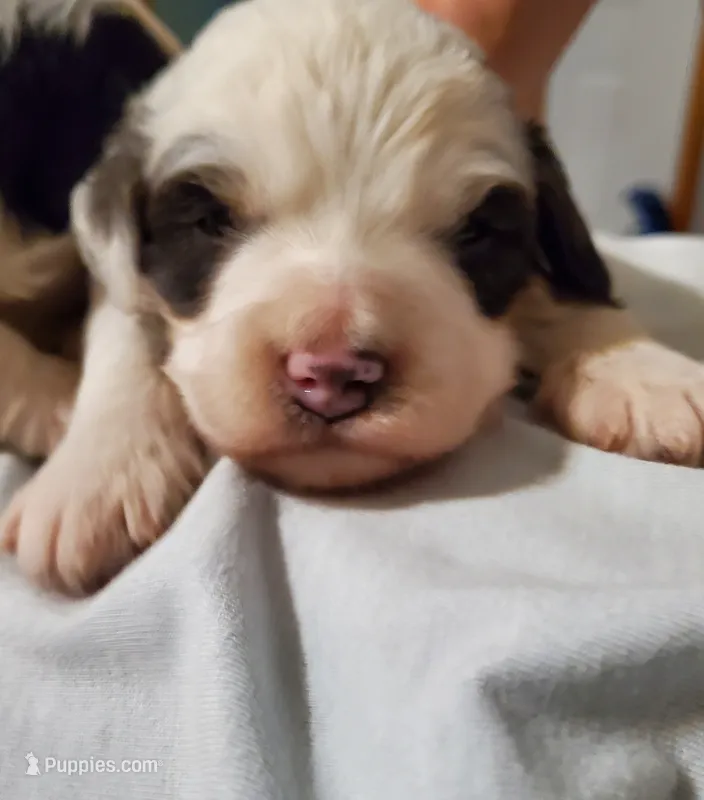 Dozer ( blue eyes) – Miniature Bernedoodle puppy for sale in Leetonia, OH