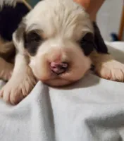 Dozer ( blue eyes), a male Miniature Bernedoodle for sale in Leetonia, OH – 1 of 10