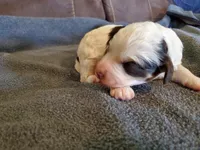 Dozer, a male Miniature Bernedoodle for sale in Leetonia, OH – 3 of 8