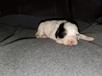 Patch, a male Miniature Bernedoodle for sale in Leetonia, OH – 6 of 8